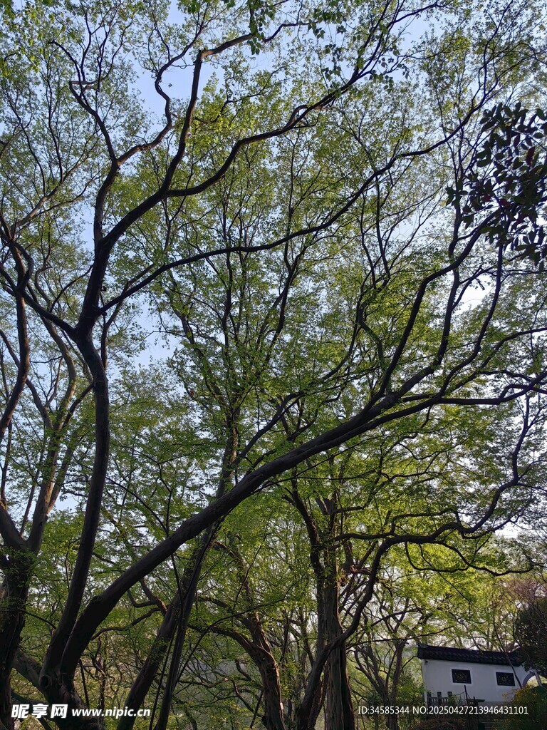 林间繁茂树木景致