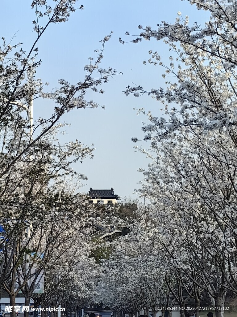 春日繁花盛开的林荫道