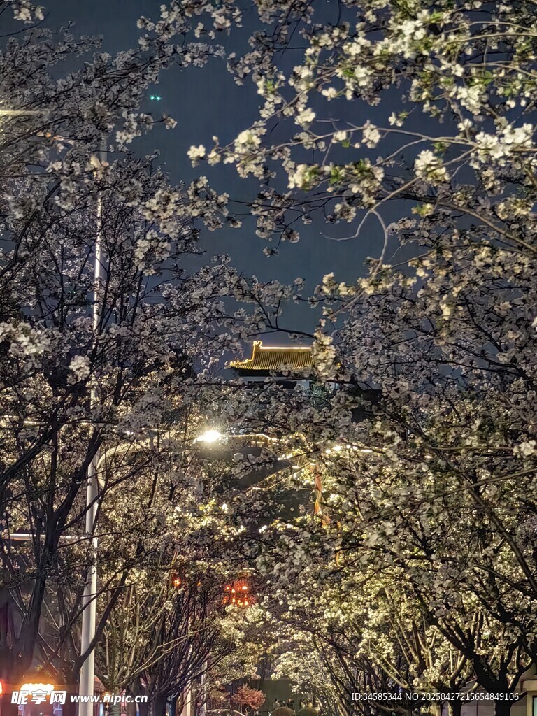 夜晚繁花街道的静谧景致