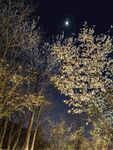 月夜下的繁花树木