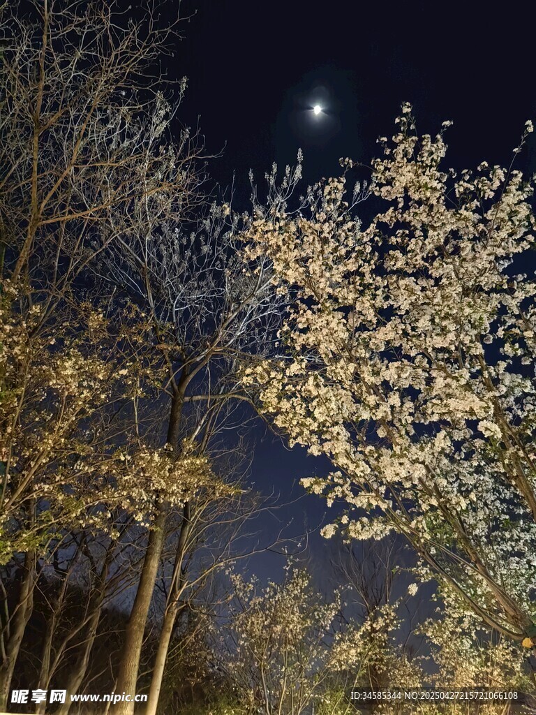 月夜下的繁花树木