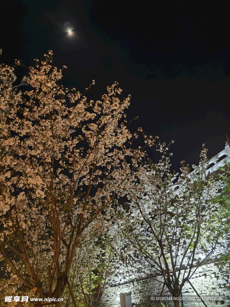 月夜下盛开的烂漫樱花
