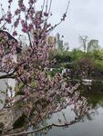 湖畔绽放的烂漫粉色花枝