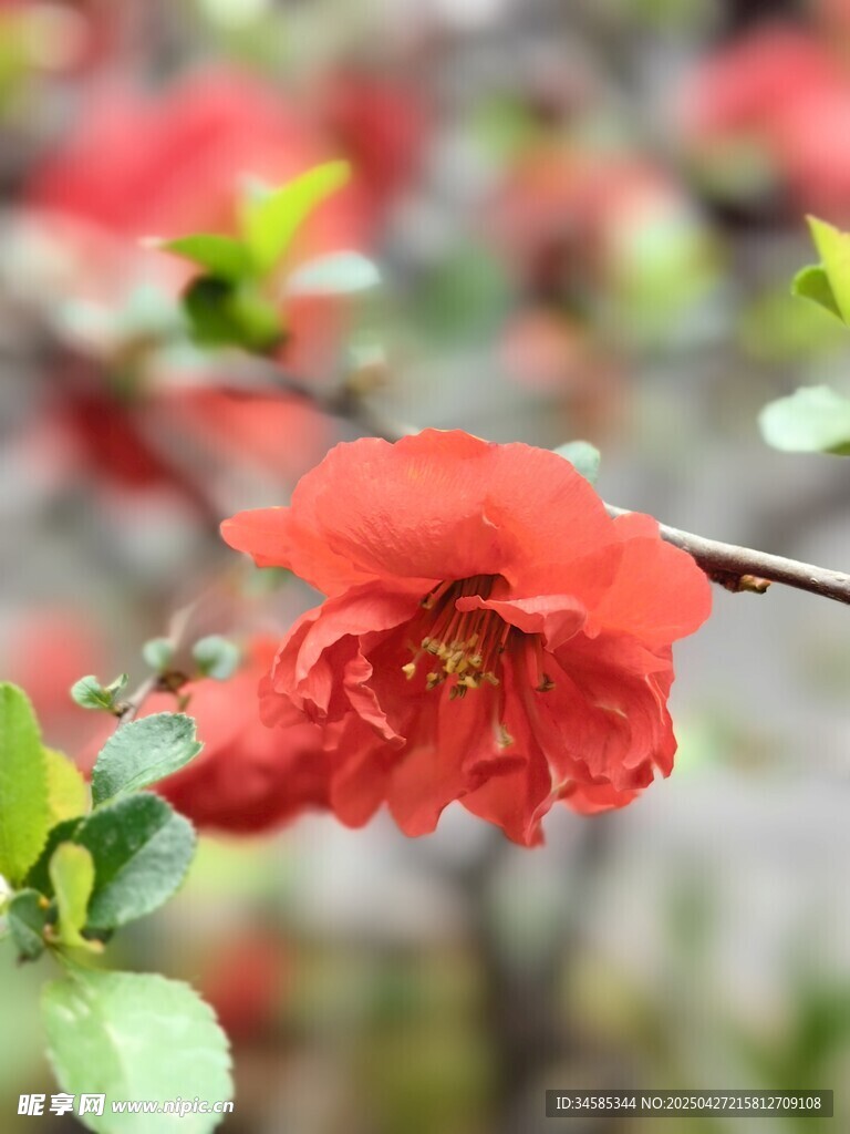 娇艳红花朵朵俏枝头