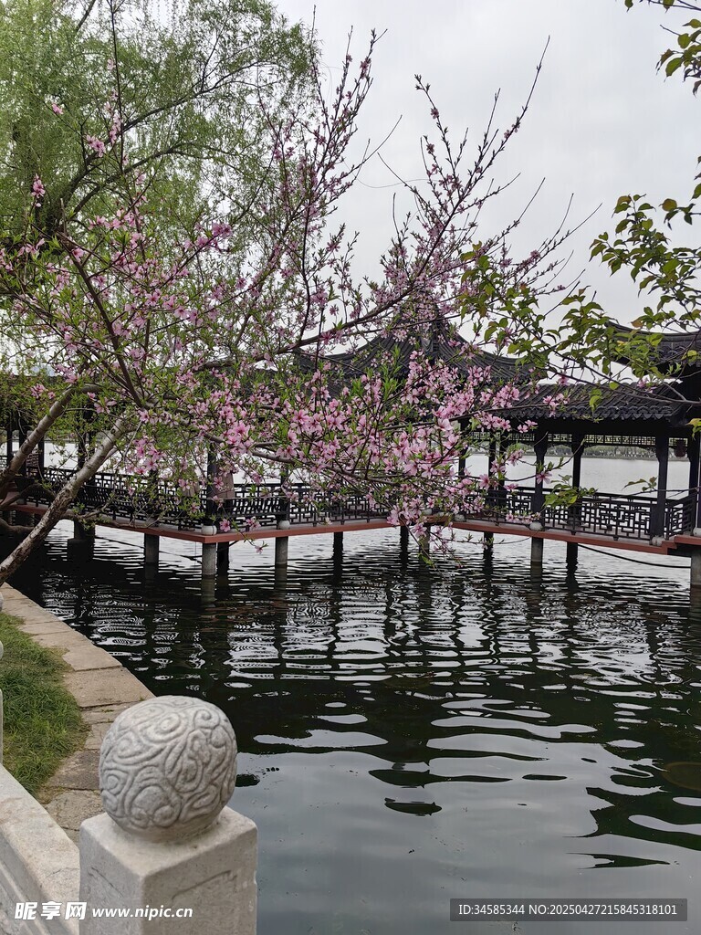 湖畔樱景古亭相映成趣