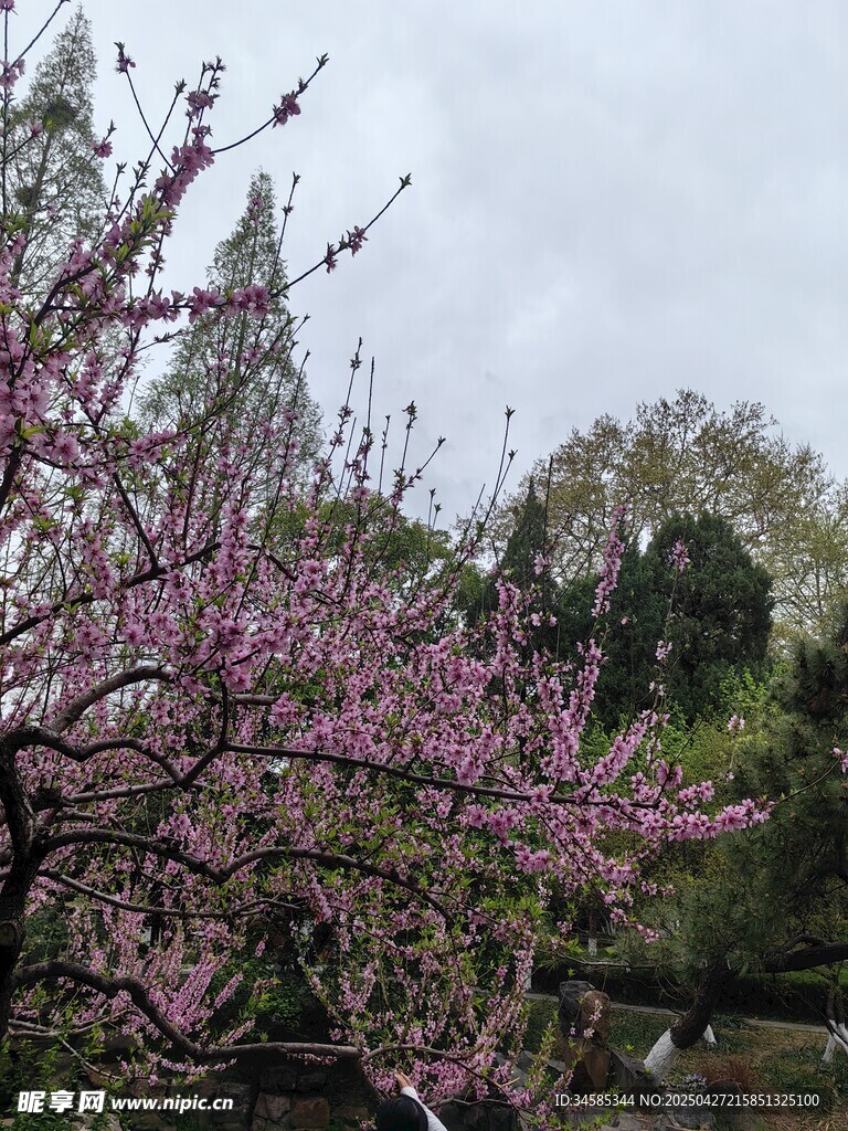 春日绽放的烂漫粉色花枝
