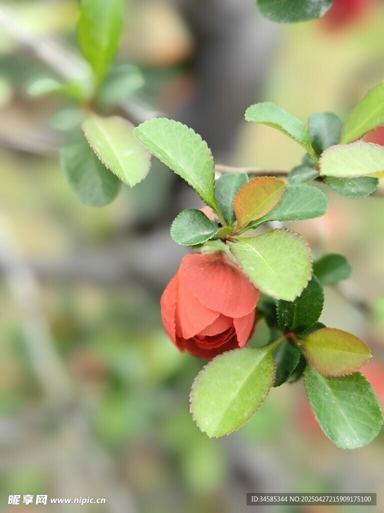 枝头红玫瑰绽放