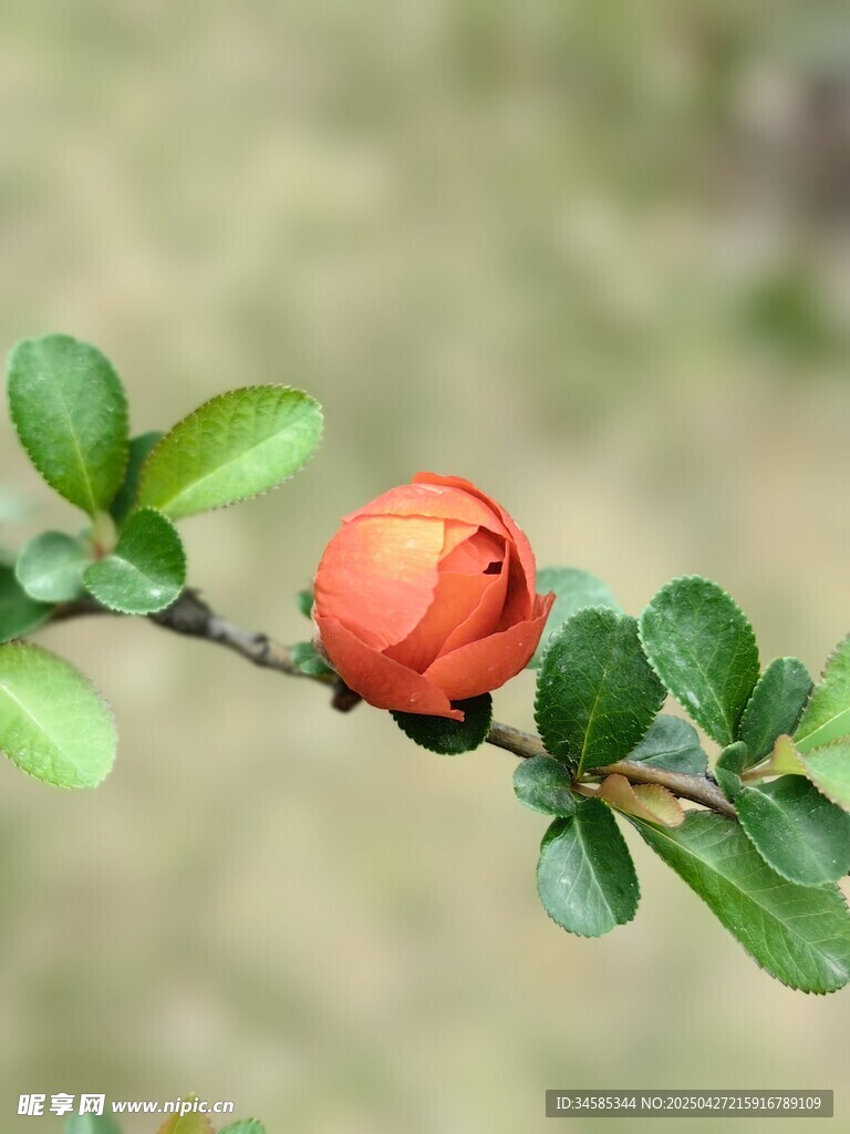 枝头娇艳的橙红色花朵