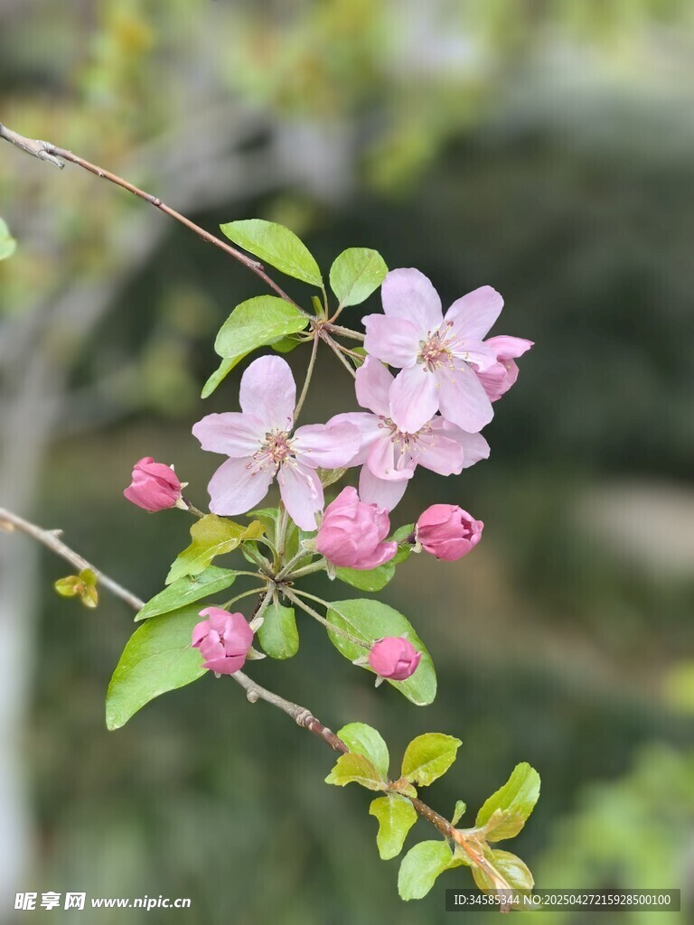 枝头绽放的粉嫩海棠花