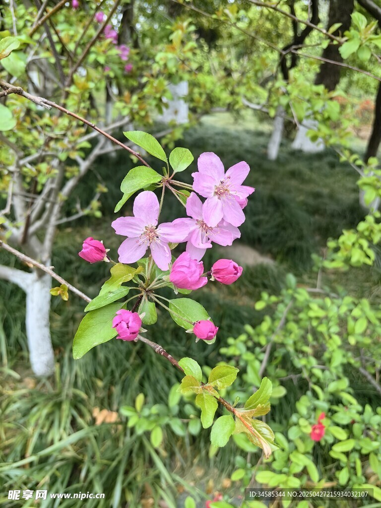娇艳绽放的粉色花卉