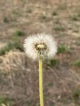田野中的孤独蒲公英