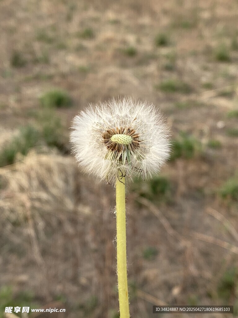 田野中的孤独蒲公英