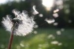 蒲公英飘散的美丽瞬间