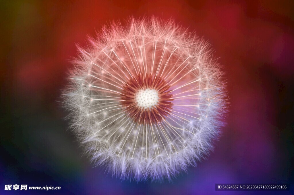 梦幻蒲公英绽放绚丽色彩