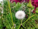 白色蒲公英绽放于花丛中
