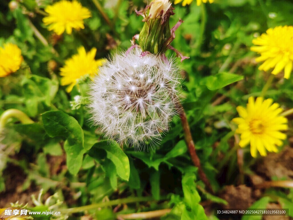 蒲公英绽放于绿意之中