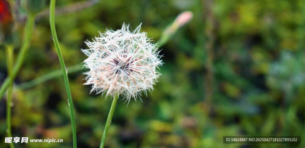 白色绒球小花特写