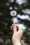 手托蒲公英的唯美瞬间