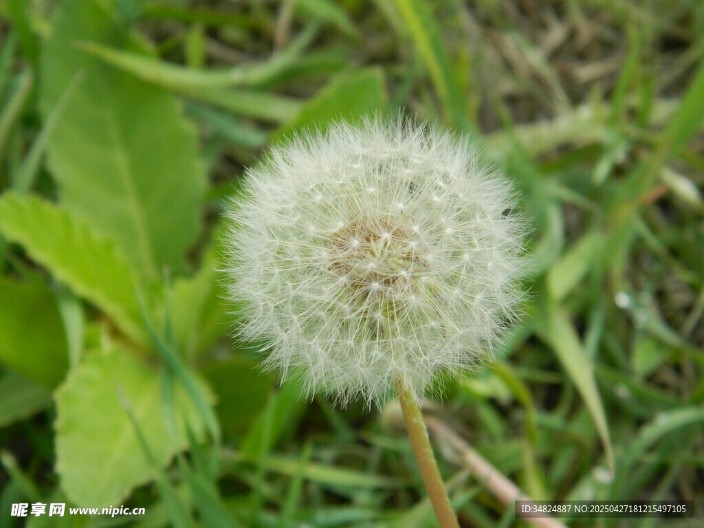 草地上的蒲公英