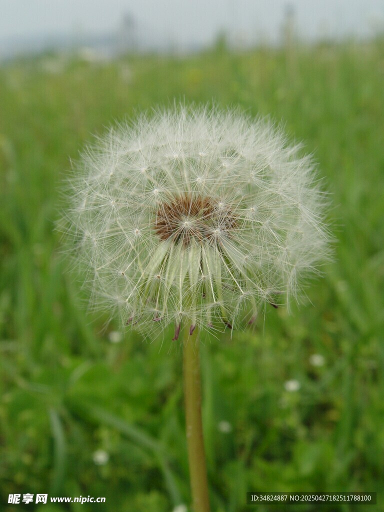 蒲公英