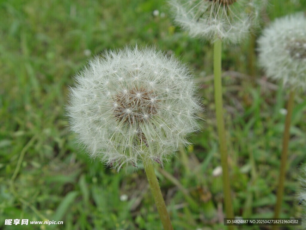 草地上的蒲公英