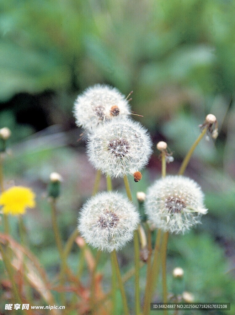 田野中的蒲公英球