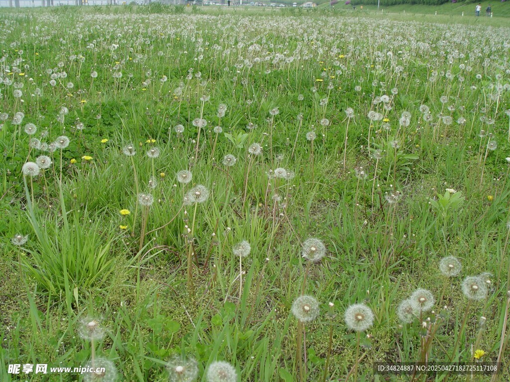 蒲公英盛开的绿色草地