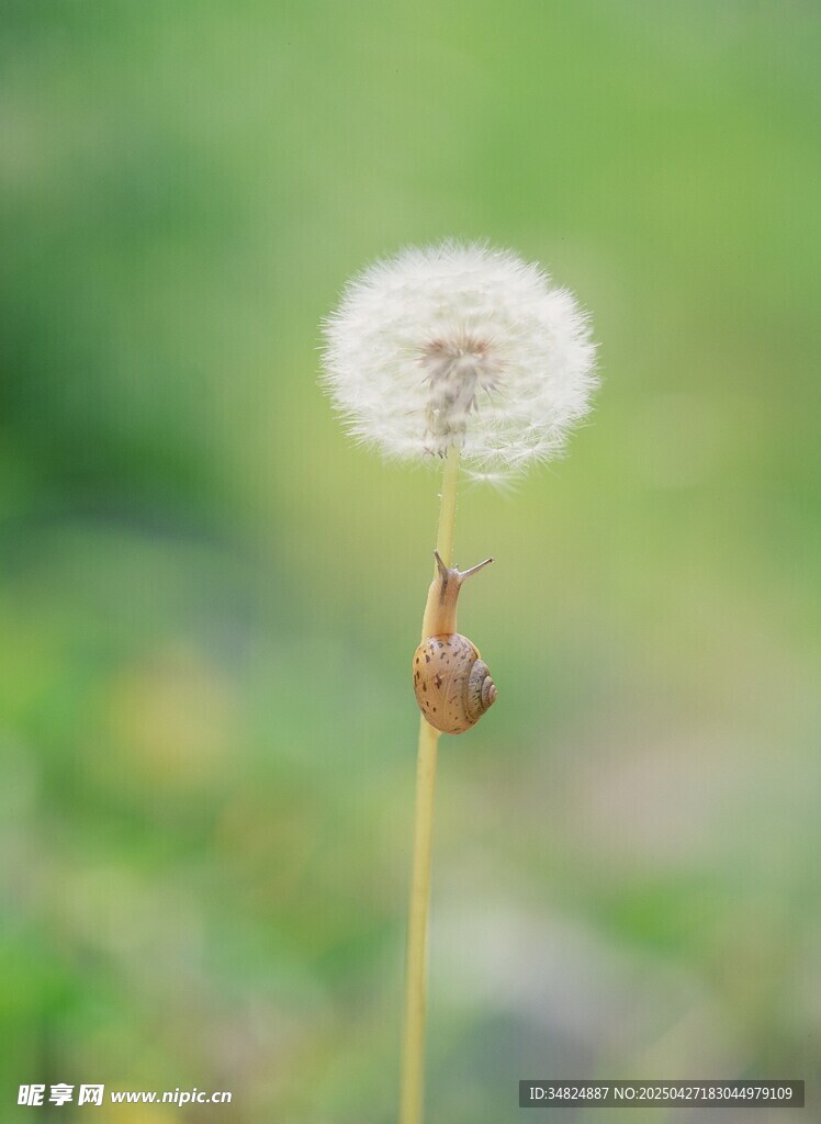 蒲公英特写