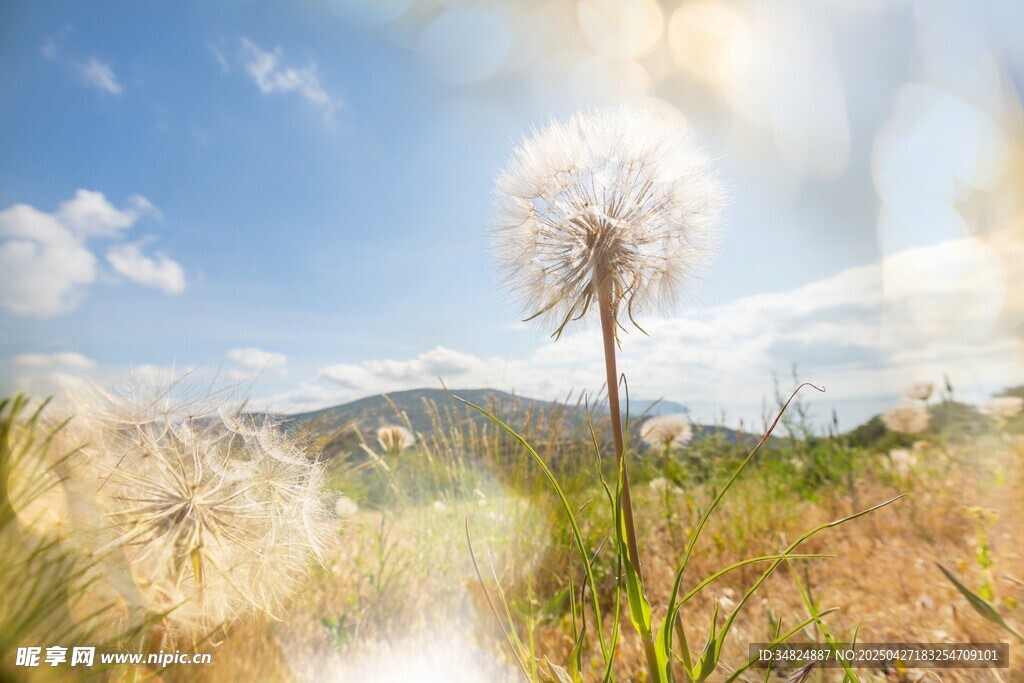 田野中的蒲公英美景