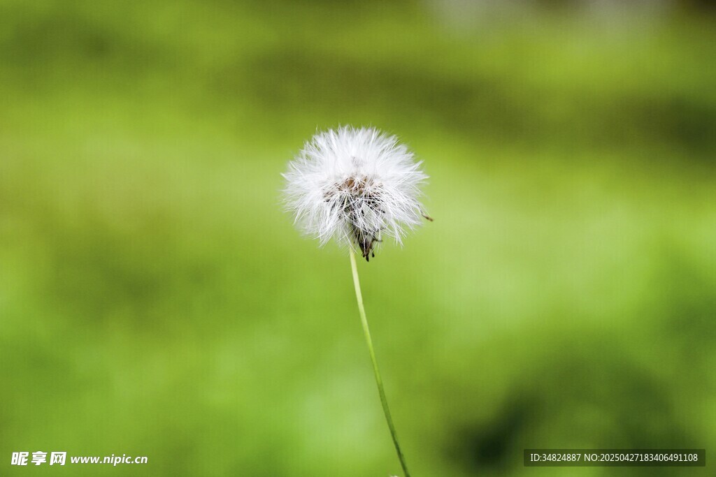孤独蒲公英绽放于绿野