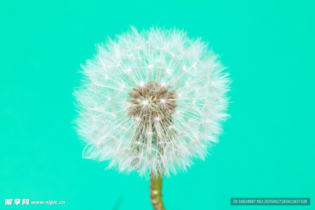 蓝背景下的蒲公英特写
