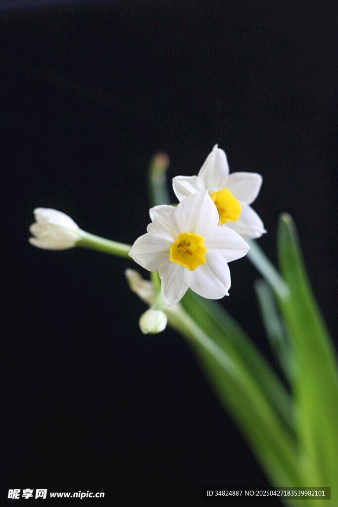 清新水仙花朵特写