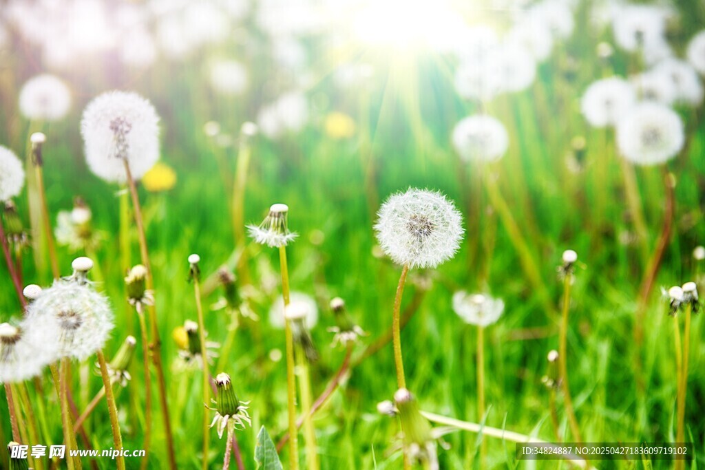 阳光下的蒲公英草地