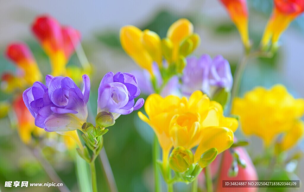多彩美丽鲜花水仙花绽放