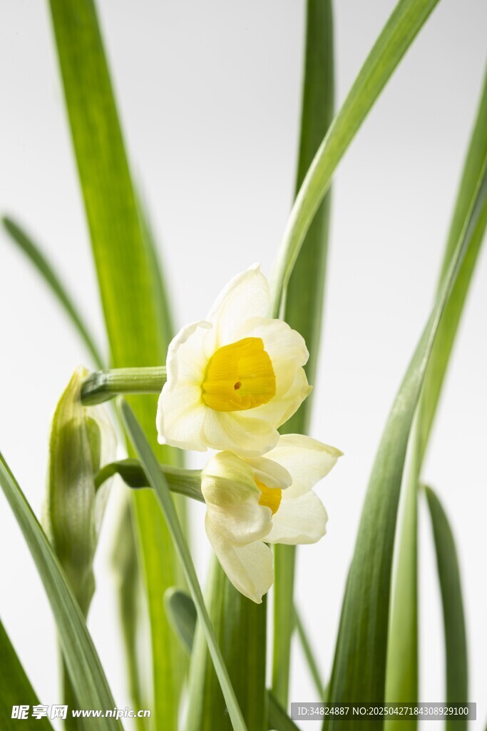 清新淡雅水仙花绽放