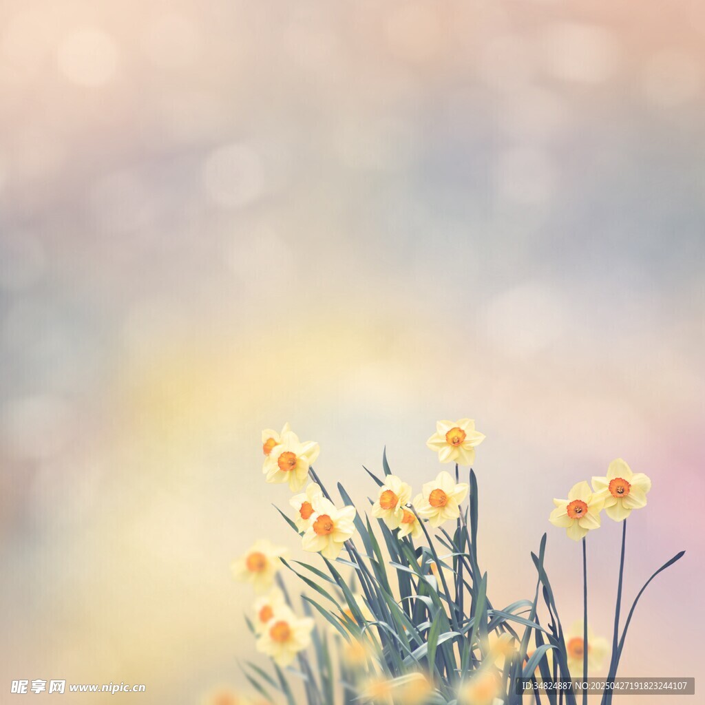 春日绽放的黄色水仙花