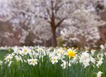 春日花丛水仙花