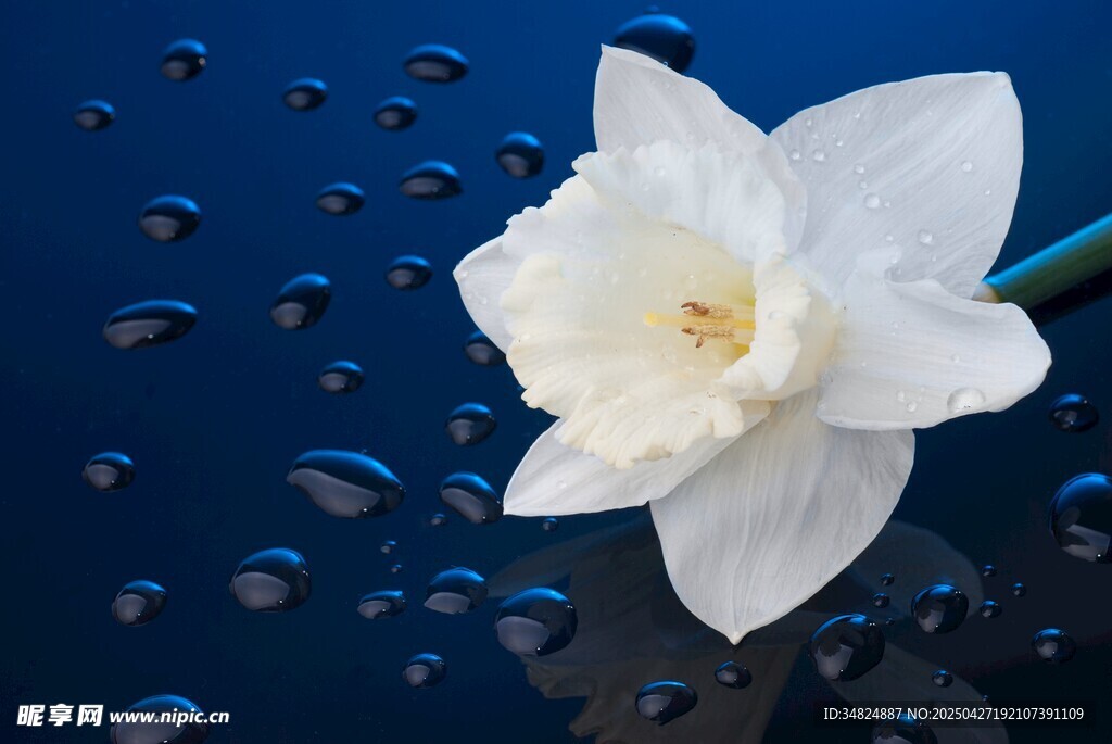 蓝背景上带水珠的白水仙花