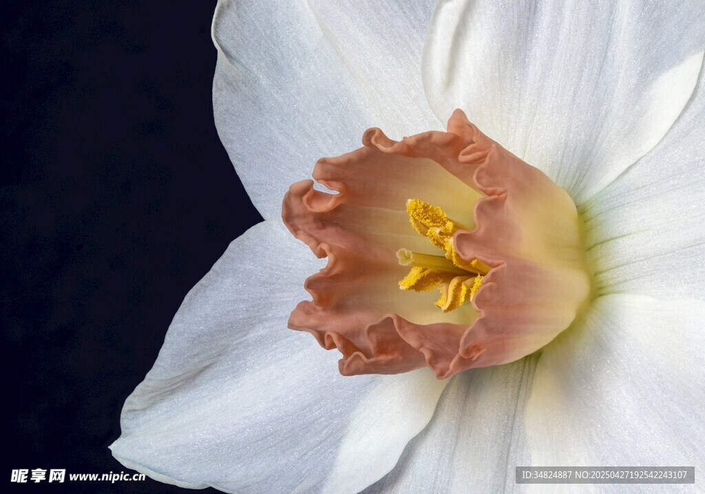 水仙花