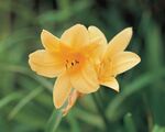 黄色百合花绽放