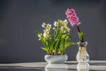 花瓶中的风信子与绿植