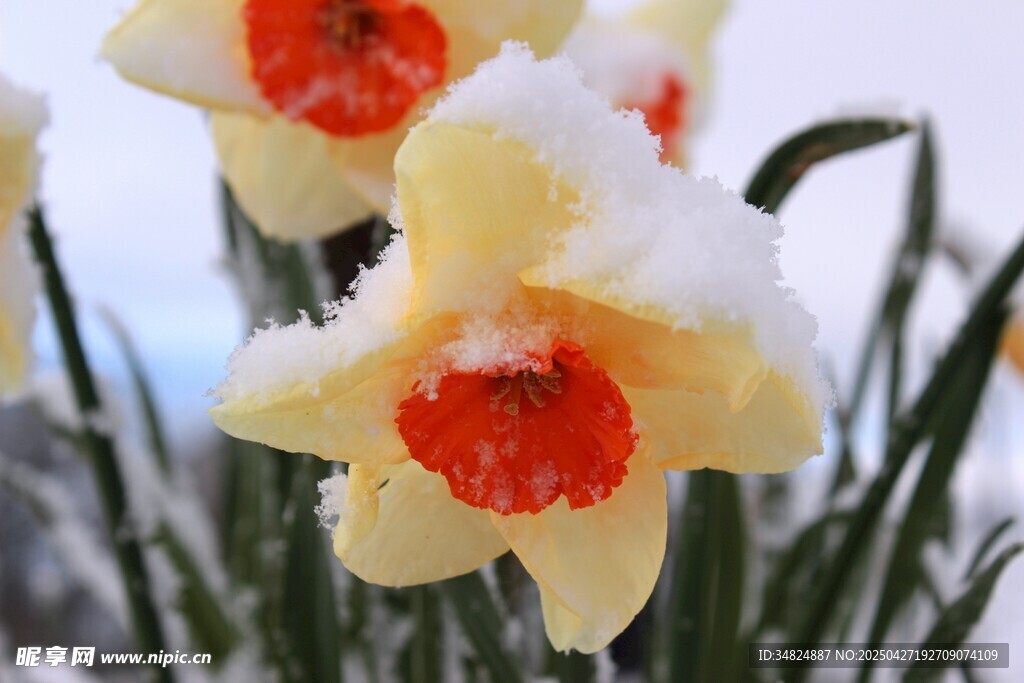 雪覆水仙绽放
