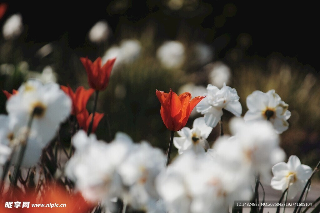 水仙花