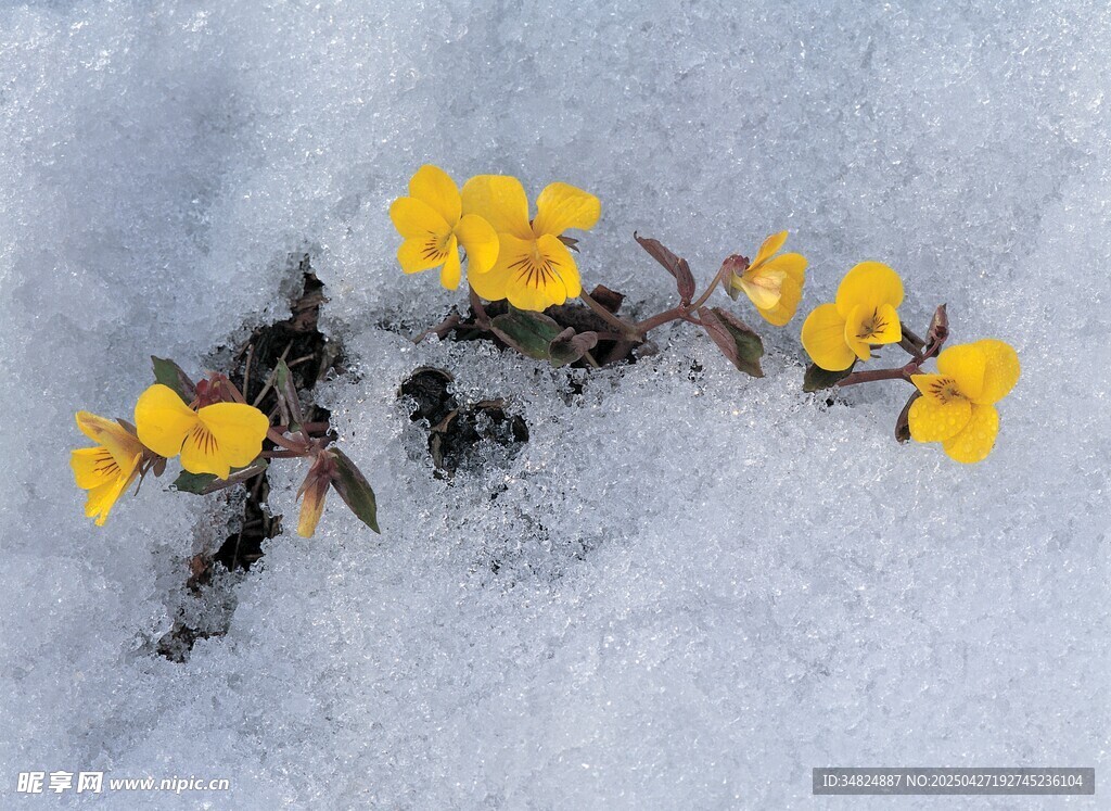 雪地里绽放的黄色水仙花