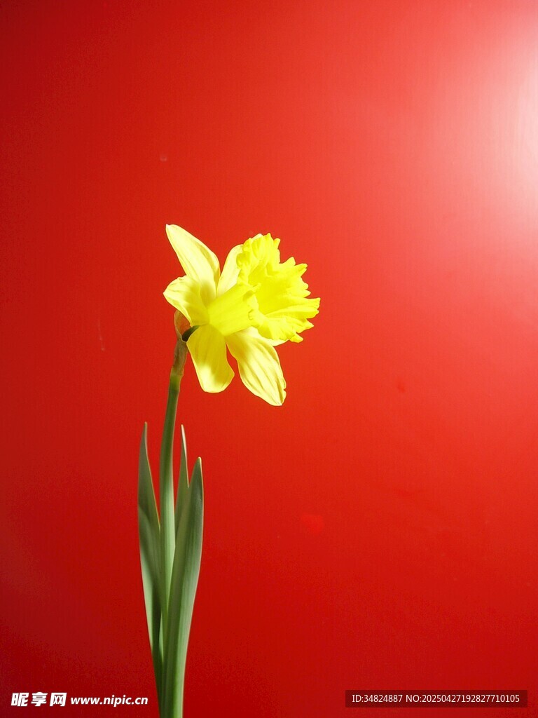 红色背景下的黄色水仙花