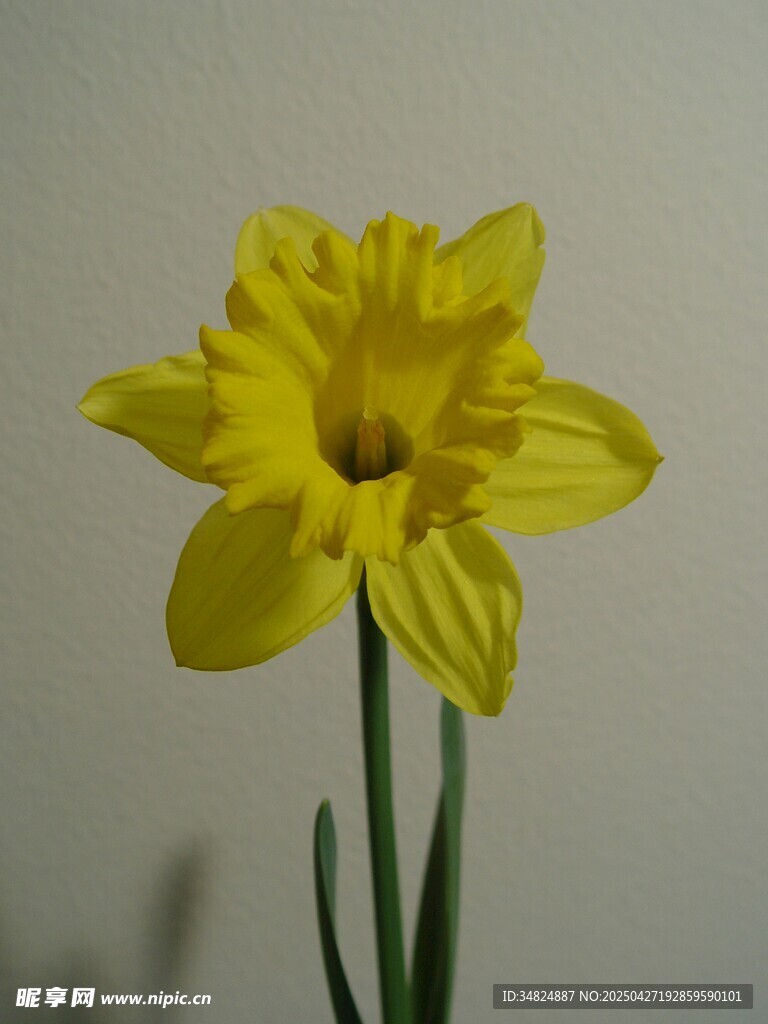 黄色绽放的美丽水仙花