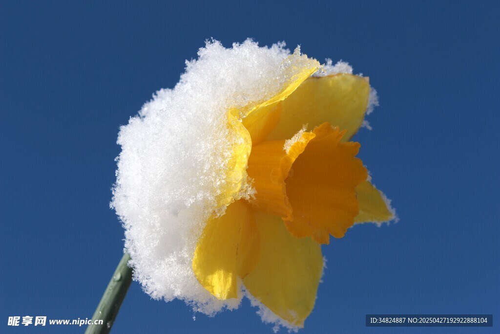 雪覆黄水仙