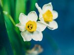 白色水仙花