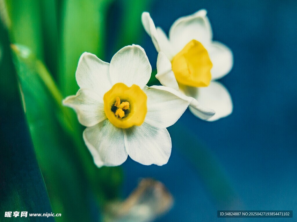 白色水仙花