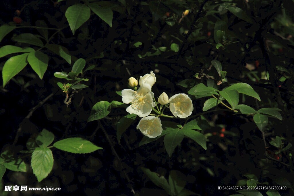 绿叶丛中绽放的白色小花